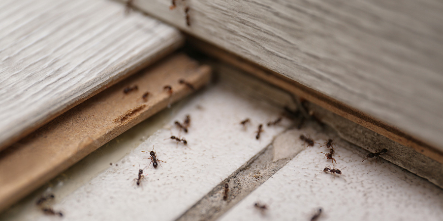 Как предотвратить проникновение муравьев в дом?